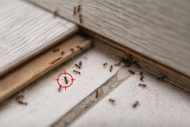 Best Affordable Pest Control Services  in Rich Hill, MO