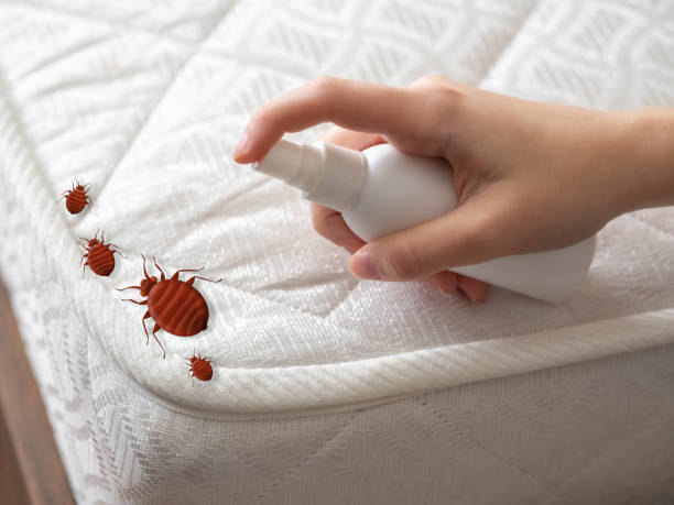 Best Emergency Pest Control  in Rich Hill, MO