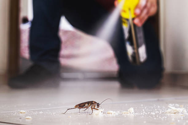 Best Emergency Pest Control  in Rich Hill, MO