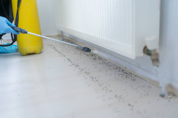 Best Flea Control Services  in Rich Hill, MO