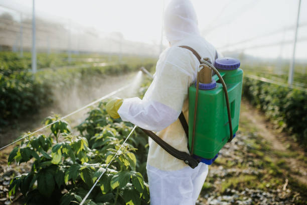 Best Local Pest Control Services  in Rich Hill, MO